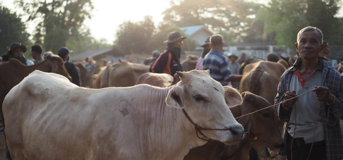 Siam Organic Partners with Kiva to Help Jasberry Farmers