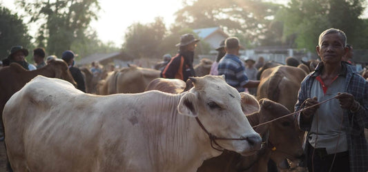 Siam Organic Partners with Kiva to Help Jasberry Farmers