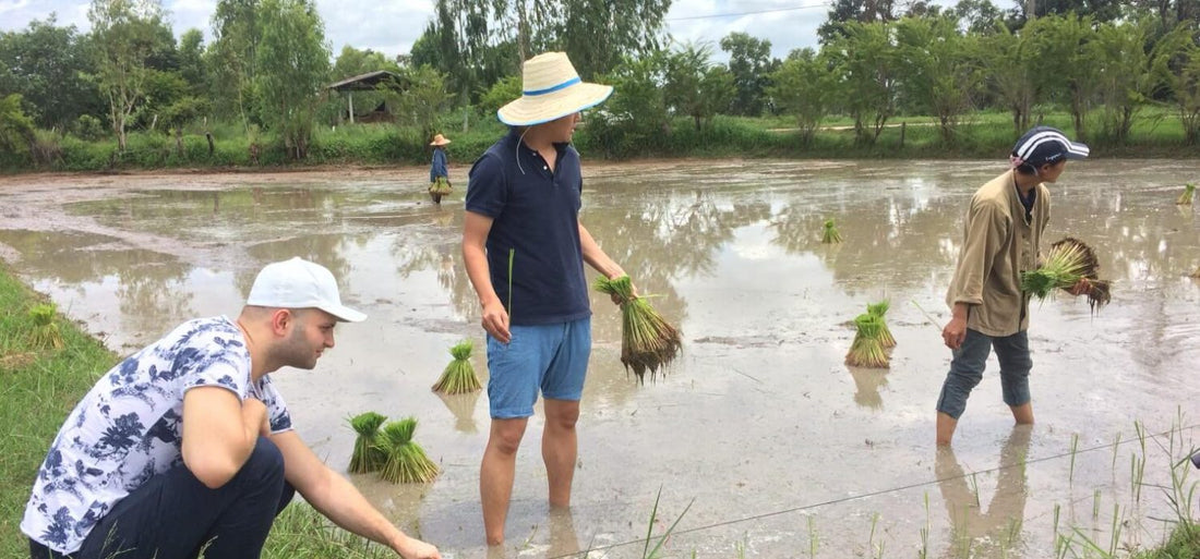 Jasberry Intern Visits Farmers to Learn More About Rice